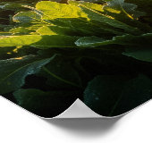 Poster Puissance vitale du soleil (Coin)