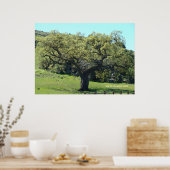 Poster Puissant chêne vivant (Cuisine)