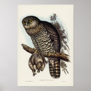 Poster Puissant hibou par Elizabeth Gould