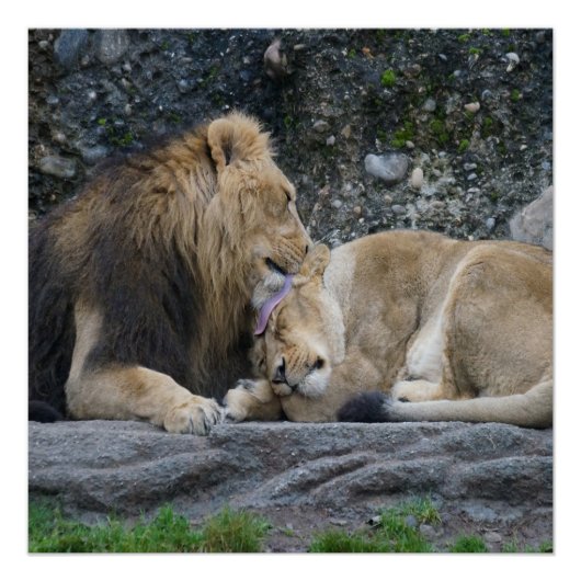 Poster puissant Lion Love (Devant)