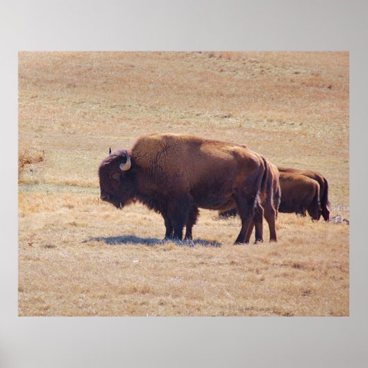 Poster Puissants bisons parcourant les plaines d'Oklahoma (Devant)