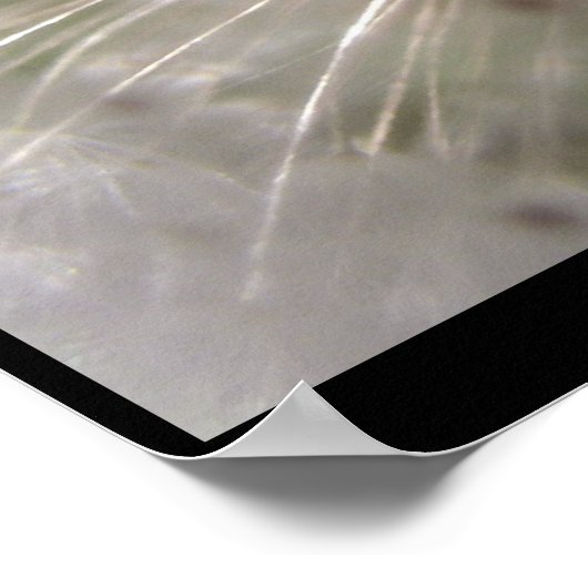 Poster Pulsar (Coin)