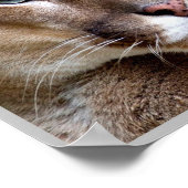Poster Puma argentine - (Coin)
