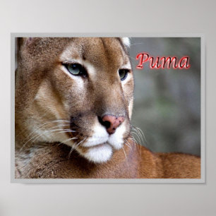Poster Puma argentine -