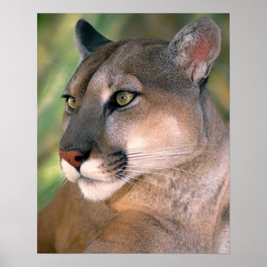 Poster Puma, Californie (Devant)