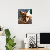 Poster Puma Closeup (Bureau à domicile)