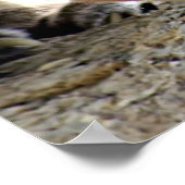 Poster Puma sauvage (Coin)