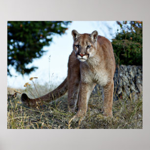 Poster Puma sur la montagne