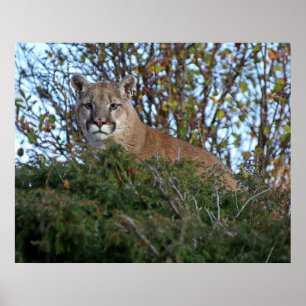 Poster Puma sur la surveillance