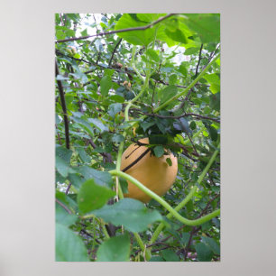 Poster Pumpkin grows on a apple tree