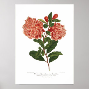 Poster Punica granatum