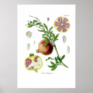Poster Punica granatum (grenade)
