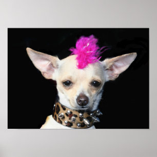 Poster Punk Chihuahua