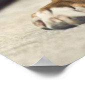 Poster Pup de boxe anglaise (Coin)