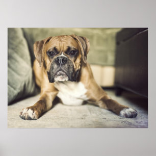 Poster Pup de boxe anglaise