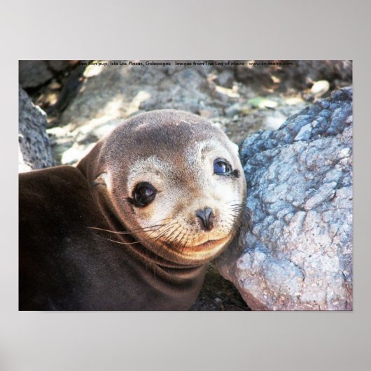 Poster Pup d'otarie, Isla Las Plazas, Galapagos (Devant)