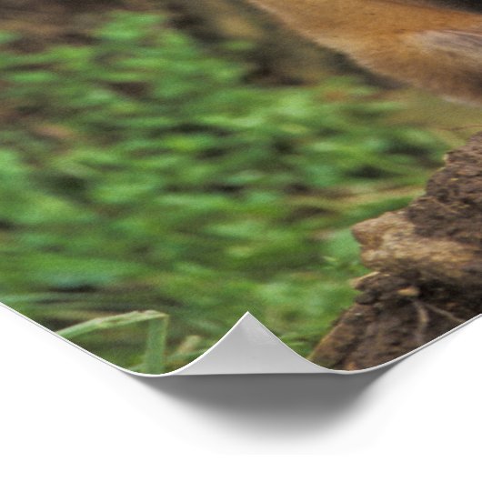 Poster Pup Red Fox devant den Vulpes vulpes) (Coin)