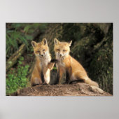 Poster Pup Red Fox devant den Vulpes vulpes) (Devant)