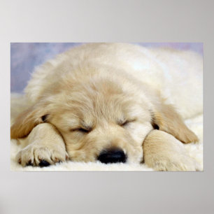 Poster Puppy asleep