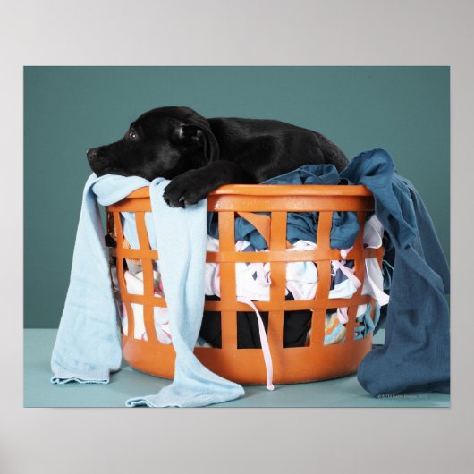 Poster Puppy lying in laundry basket (Devant)