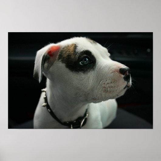 Poster Puppy Pit Bull T-Bone (Devant)