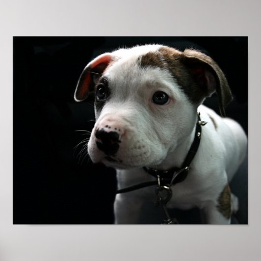 Poster Puppy Pit Bull T-Bone (Devant)