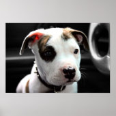 Poster Puppy Pit Bull T-Bone (Devant)