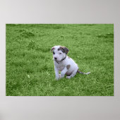 Poster Puppy Pit Bull T-Bone (Devant)