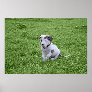 Poster Puppy Pit Bull T-Bone