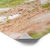 Poster Pups de loup gris se déplaçant (Coin)