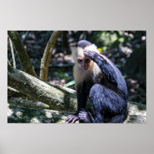 Poster Pura vida pour le singe capucin à face blanche