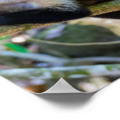 Poster Pura vida pour singe capucin à tête blanche (Coin)