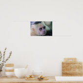 Poster Pura vida pour singe capucin à tête blanche (Cuisine)