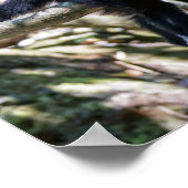 Poster Pura vida pour singe capucin à tête blanche (Coin)