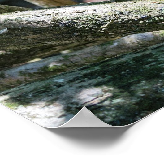 Poster Pura vida pour singe capucin à visage blanc (Coin)