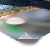 Poster Pura vida pour singe capucin à visage blanc (Coin)