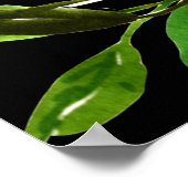 Poster Pure Love (Coin)