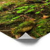 Poster Purisima Creek Redwoods, Californie (Coin)