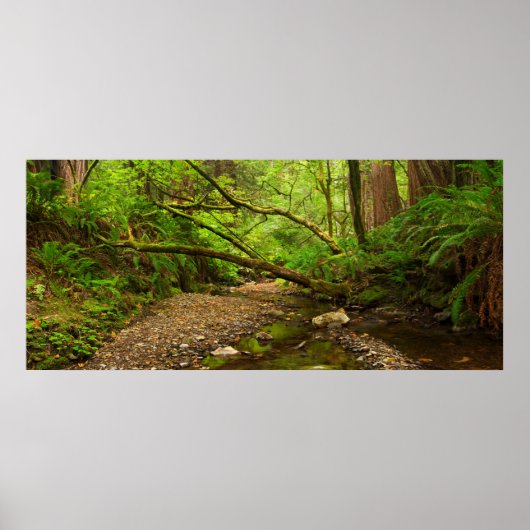 Poster Purisima Creek Redwoods, Californie (Devant)