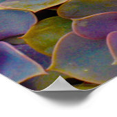 Poster Purple Blue Green Succulent Cactus Plant (Coin)
