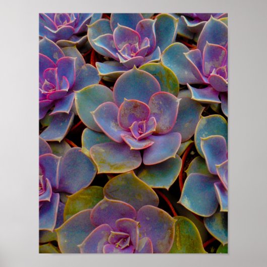 Poster Purple Blue Green Succulent Cactus Plant (Devant)