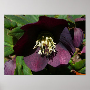 Poster Purple Carême Rose Pâques