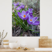 Poster Purple Crocus (Cuisine)