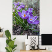 Poster Purple Crocus (Bureau à domicile)
