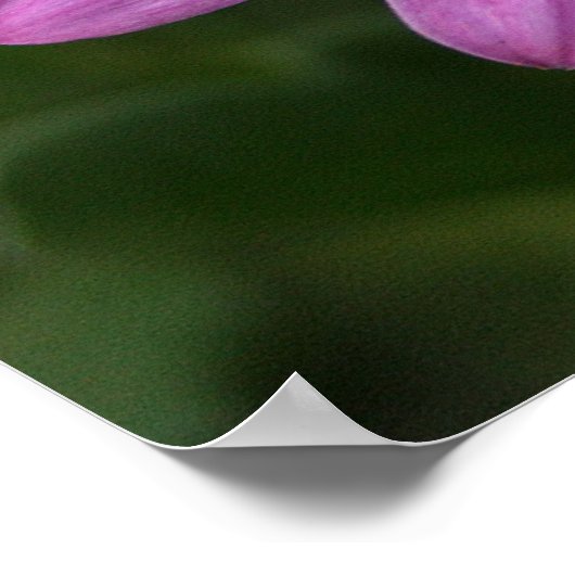 Poster Purple Daisy (Coin)