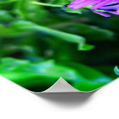Poster Purple Daisy dans un jardin d'été (Coin)
