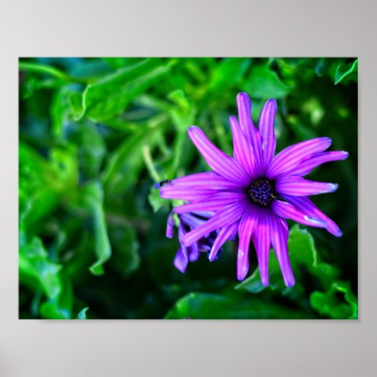 Poster Purple Daisy dans un jardin d'été (Devant)