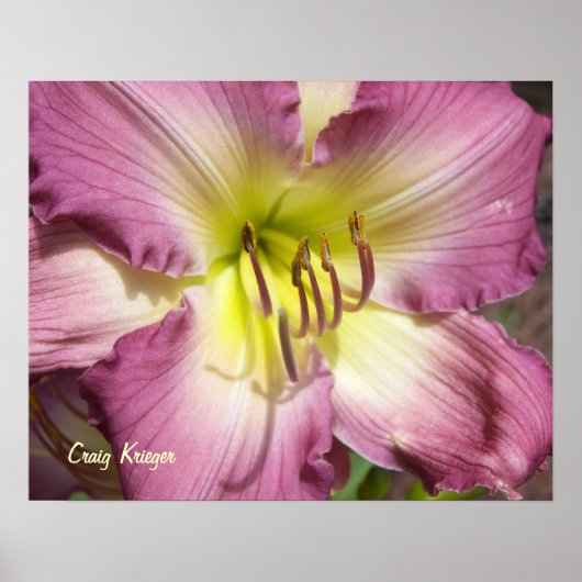Poster Purple Daylily (Devant)
