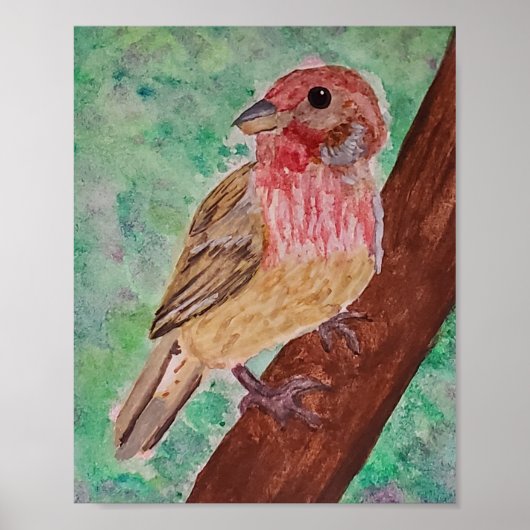 Poster Purple Finch  (Devant)