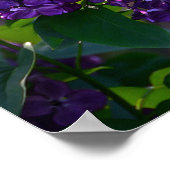 Poster Purple French Lilac (Coin)